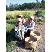 rice workers-600.jpg
